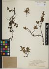 Foto von Salix herbacea L. x Salix lapponum L.